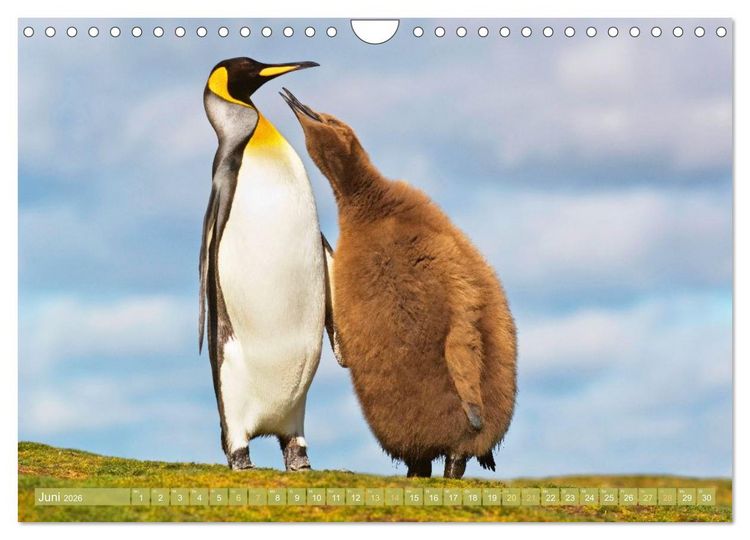 Produktbild: Pinguine: Gehupft wie gesprungen (Wandkalender 2026 DIN A4 quer), CALVENDO Monatskalender