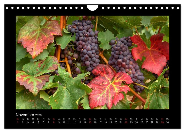 Produktbild: Wein - Reben, Wingerte und historische Weinkeller (Wandkalender 2026 DIN A4 quer), CALVENDO Monatskalender