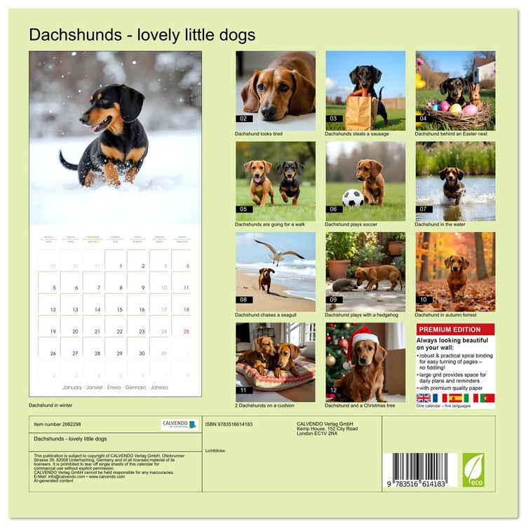 Produktbild: Dachshunds - lovely little dogs (Wall Calendar 2026 12 &times; 12 Inch) CALVENDO 12 Month Wall Calendar