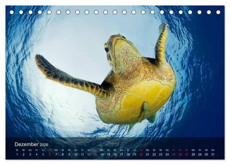 Produktbild: Schildkr&ouml;ten des Ozeans (Tischkalender 2026 DIN A5 quer), CALVENDO Monatskalender