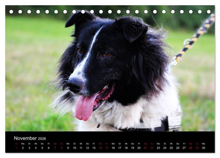 Produktbild: Eulhof (Tischkalender 2026 DIN A5 quer), CALVENDO Monatskalender