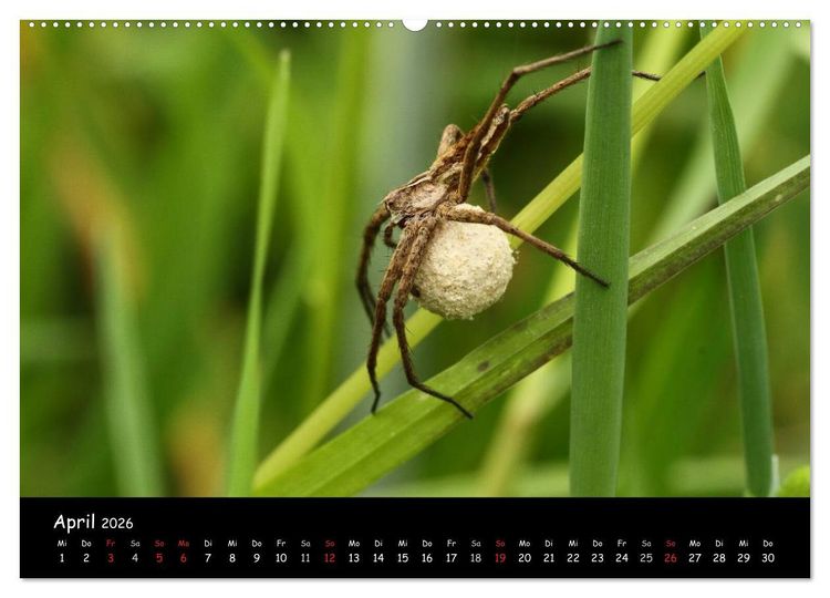 Produktbild: Heimische Spinnen (hochwertiger Premium Wandkalender 2026 DIN A2 quer), Kunstdruck in Hochglanz
