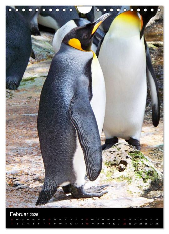 Produktbild: Pinguine - Wackeln im Thermo-Frack (Wandkalender 2026 DIN A4 hoch), CALVENDO Monatskalender