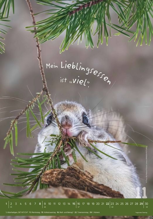 Produktbild: Tierisch cool! 2026 - Bild-Kalender 23,7x34 cm - mit lustigen Sprüchen - Humor - Wandkalender - mit Platz für Notizen - Alpha Edition