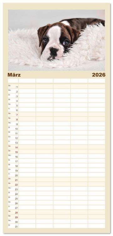 Produktbild: Familienplaner 2026 - Boxer Welpen einfach zuckers&uuml;&szlig; mit 5 Spalten (Wandkalender, 21 x 45 cm) CALVENDO