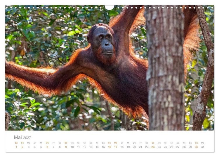 Produktbild: Orang-Utans Menschenaffen auf Borneo (Wandkalender 2027 DIN A3 quer), CALVENDO Monatskalender