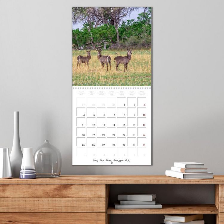Produktbild: Animals are watching you (Wall Calendar 2026 12 &times; 12 Inch) CALVENDO 12 Month Wall Calendar