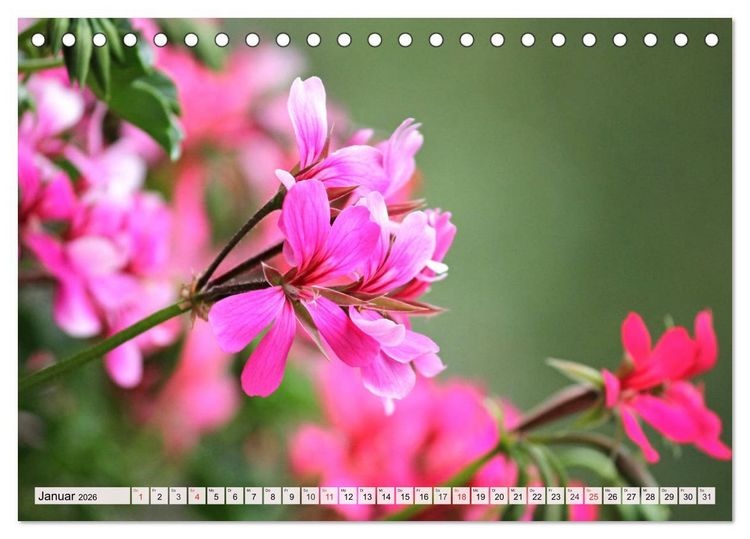 Produktbild: Pelargonien. Die Klassiker unter den Bl&uuml;hwundern (Tischkalender 2026 DIN A5 quer), CALVENDO Monatskalender