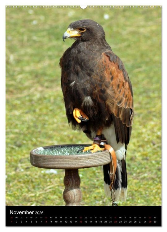 Produktbild: Scharfe Krallen, scharfe Augen, Greifv&ouml;gel und Eulen im Wildpark (hochwertiger Premium Wandkalender 2026 DIN A2 hoch), Kunstdruck in Hochglanz