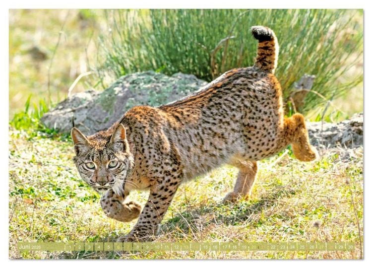 Produktbild: Raubkatzen: Geschmeidige J&auml;ger (hochwertiger Premium Wandkalender 2026 DIN A2 quer), Kunstdruck in Hochglanz