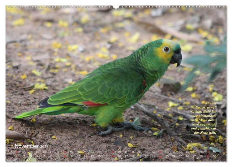 Produktbild: Blaustirnamazonen - Papageien in Paraguay (hochwertiger Premium Wandkalender 2026 DIN A2 quer), Kunstdruck in Hochglanz