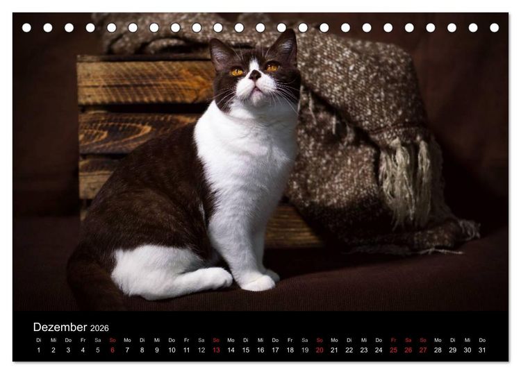 Produktbild: Schokoladige Britisch Kurzhaar Katzen (Tischkalender 2026 DIN A5 quer), CALVENDO Monatskalender