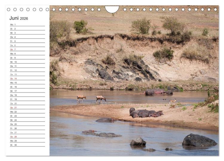 Produktbild: Emotionale Momente: Nilpferde hautnah (Wandkalender 2026 DIN A4 quer), CALVENDO Monatskalender
