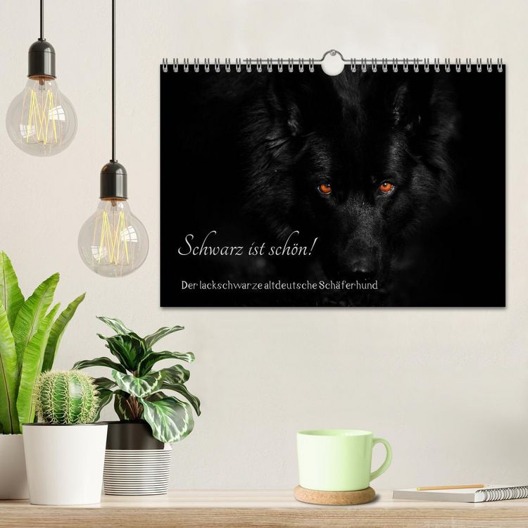 Produktbild: Schwarz ist sch&ouml;n! Der lackschwarze altdeutsche Sch&auml;ferhund (Wandkalender 2026 DIN A4 quer), CALVENDO Monatskalender