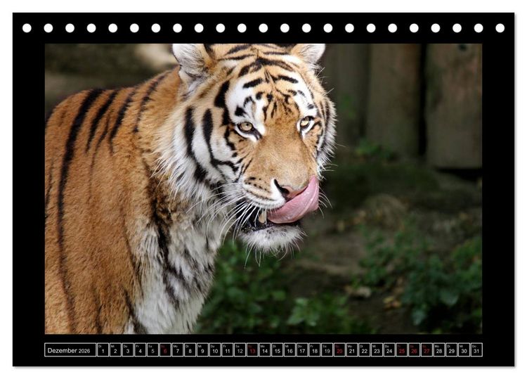 Produktbild: Wildtiere (Tischkalender 2026 DIN A5 quer), CALVENDO Monatskalender