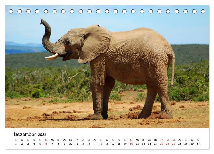 Produktbild: Afrikanische Elefanten in ADDO (Tischkalender 2026 DIN A5 quer), CALVENDO Monatskalender