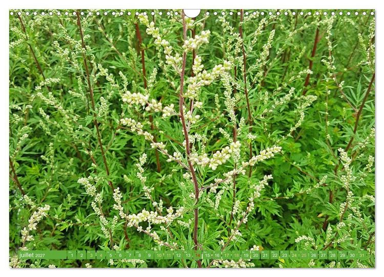 Produktbild: Fleurs du jardin aromatique (Calendrier mural 2027 DIN A3 vertical), CALVENDO calendrier mensuel