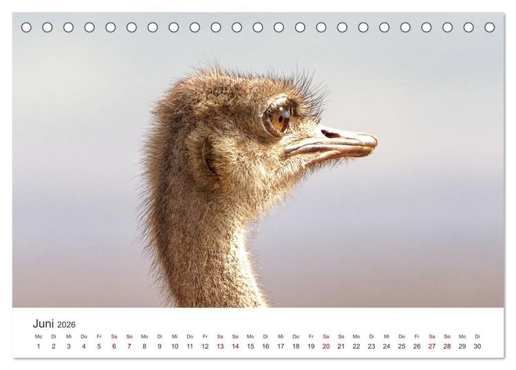 Produktbild: Tier Portraits Tansania (Tischkalender 2026 DIN A5 quer), CALVENDO Monatskalender