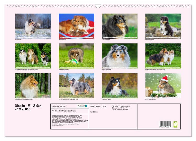 Produktbild: Sheltie - Ein St&uuml;ck vom Gl&uuml;ck (Wandkalender 2026 DIN A2 quer), CALVENDO Monatskalender