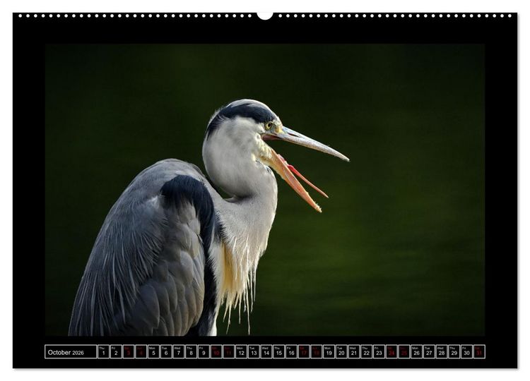 Produktbild: The heron parade (High Quality Premium Wall Calendar 2026 DIN A2 landscape),CALVENDO 12 Month Wall Calendar