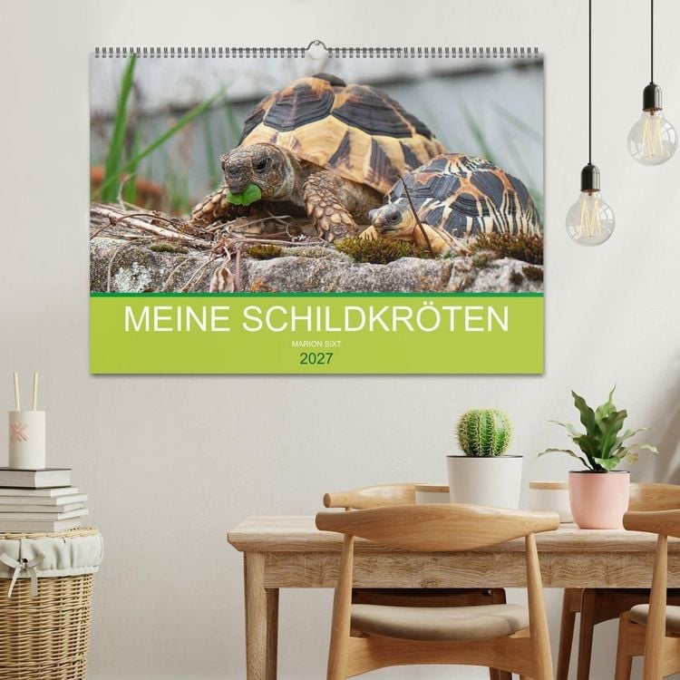 Produktbild: Meine Schildkr&ouml;ten (Wandkalender 2027 DIN A2 quer), CALVENDO Monatskalender