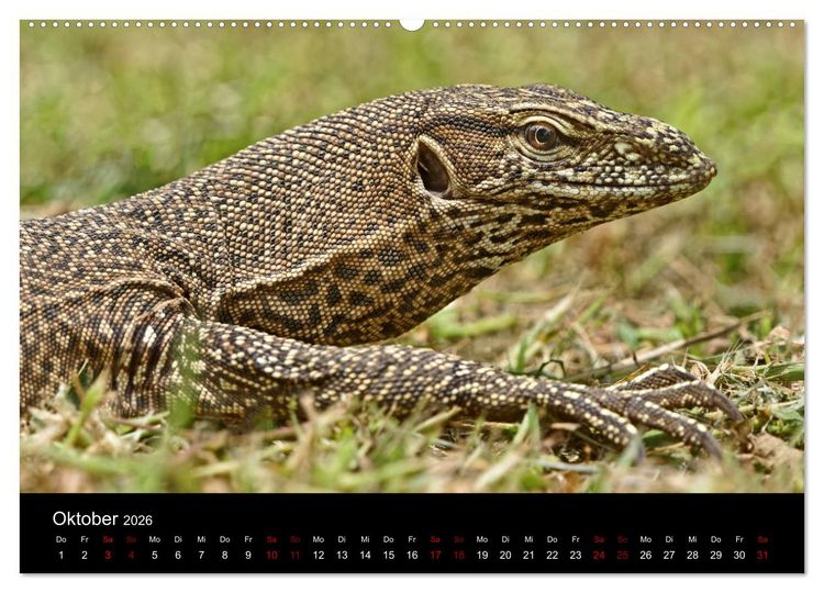Produktbild: Sri Lanka - Tierische Momente (Wandkalender 2026 DIN A2 quer), CALVENDO Monatskalender