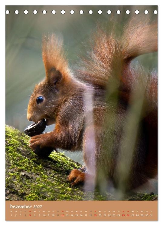 Produktbild: Unsere Eichh&ouml;rnchen - Naturmomente aus dem heimischen Garten (Tischkalender 2027 DIN A5 hoch), CALVENDO Monatskalender