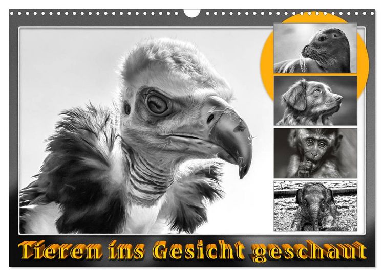 Produktbild: Tieren ins Gesicht geschaut (Wandkalender 2026 DIN A3 quer), CALVENDO Monatskalender
