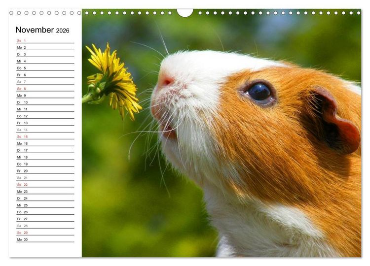 Produktbild: Meerschweinchen Niedliche Herzensbrecher (Wandkalender 2026 DIN A3 quer), CALVENDO Monatskalender