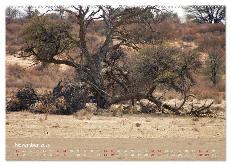 Produktbild: Kgalagadi - Fauna und Wildtiere in der Kalahari (hochwertiger Premium Wandkalender 2026 DIN A2 quer), Kunstdruck in Hochglanz