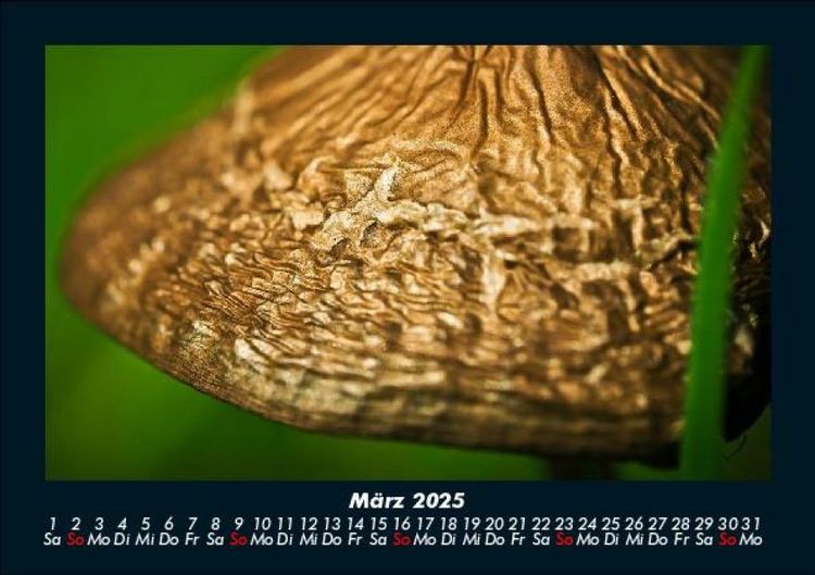 Produktbild: Pilzkalender 2025 Fotokalender DIN A5