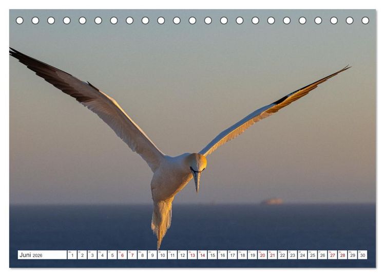 Produktbild: Basst&ouml;lpel - Helgolands faszinierende V&ouml;gel (Tischkalender 2026 DIN A5 quer), CALVENDO Monatskalender