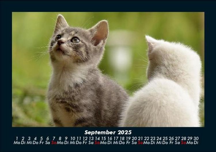 Produktbild: F&uuml;r Katzenfreunde 2025 Fotokalender DIN A5