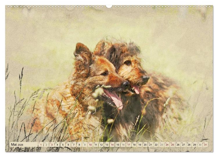 Produktbild: Altdeutsche H&uuml;tehunde 2026 (hochwertiger Premium Wandkalender 2026 DIN A2 quer), Kunstdruck in Hochglanz