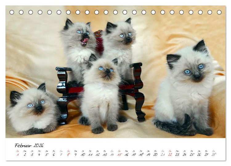 Produktbild: Katzenparade (Tischkalender 2026 DIN A5 quer), CALVENDO Monatskalender