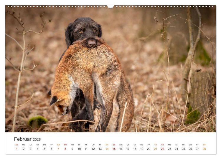 Produktbild: Treue Jagdgef&auml;hrten - Jagdhunderassen im Portrait (hochwertiger Premium Wandkalender 2026 DIN A2 quer), Kunstdruck in Hochglanz