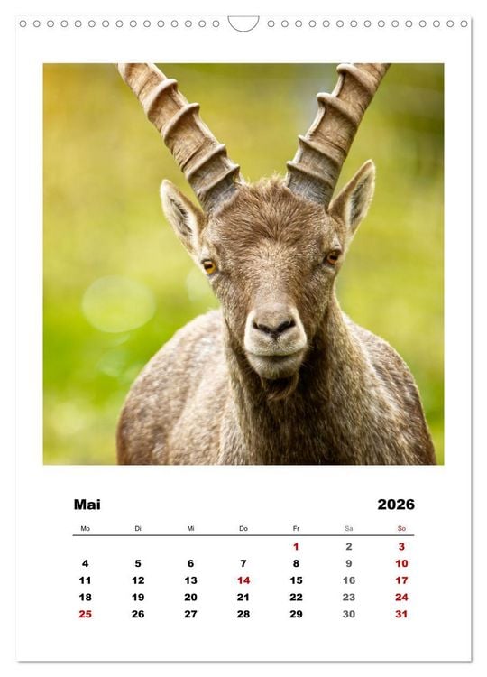 Produktbild: Alpen-Steinb&ouml;cke, imposante Horntr&auml;ger (Wandkalender 2026 DIN A3 hoch), CALVENDO Monatskalender