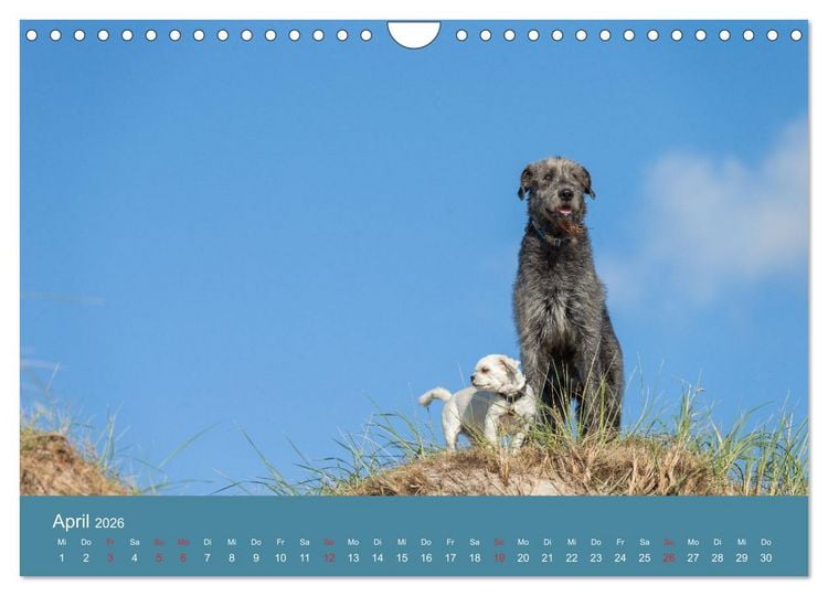 Produktbild: Irische Wolfshunde (Wandkalender 2026 DIN A4 quer), CALVENDO Monatskalender
