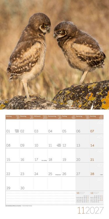 Produktbild: Eulen Kalender 2027 - 30x30 - Art12