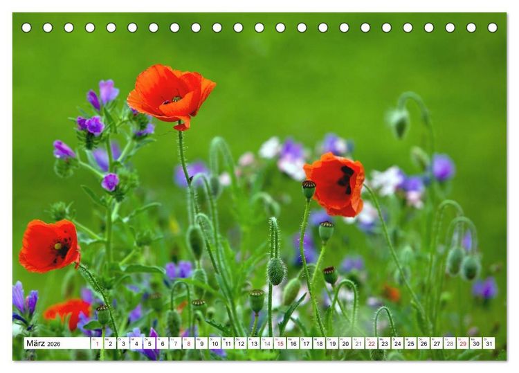 Produktbild: MohnTage (Tischkalender 2026 DIN A5 quer), CALVENDO Monatskalender
