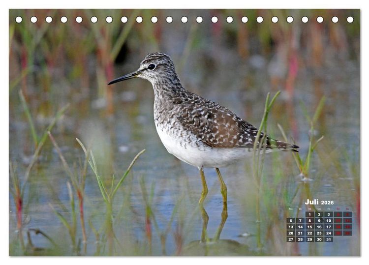 Produktbild: Limikolen - Watv&ouml;gel Europas (Tischkalender 2026 DIN A5 quer), CALVENDO Monatskalender
