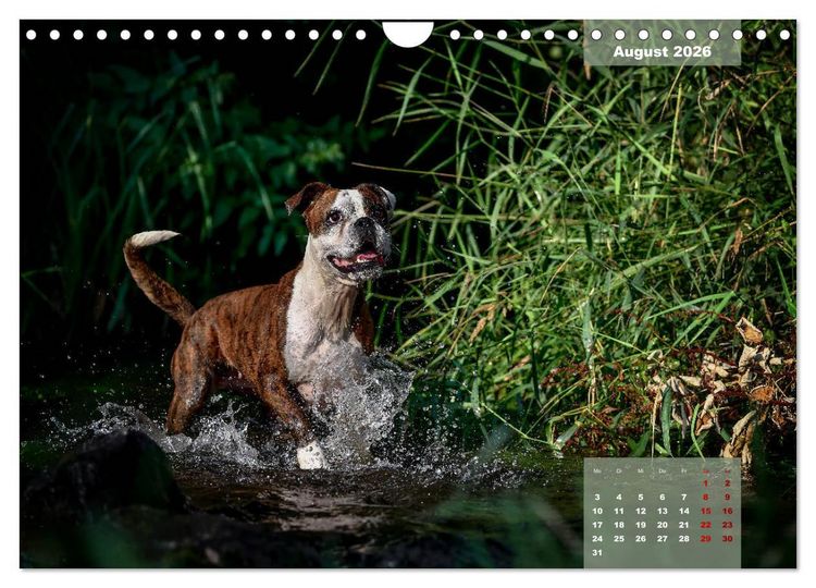 Produktbild: Boxer Frech und fr&ouml;hlich durch das Jahr (Wandkalender 2026 DIN A4 quer), CALVENDO Monatskalender