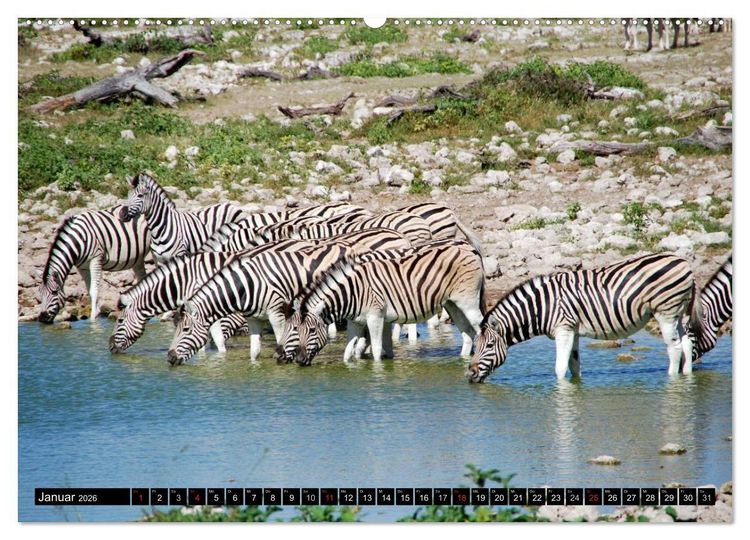 Produktbild: Zebras - Ungez&auml;hmte Kraft (Wandkalender 2026 DIN A2 quer), CALVENDO Monatskalender