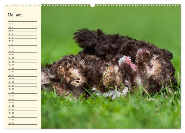 Produktbild: Kobolde auf 4 Pfoten - Bolonka Zwetna (Wandkalender 2026 DIN A2 quer), CALVENDO Monatskalender