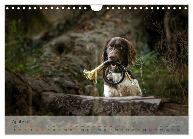 Produktbild: Der kleine M&uuml;nsterl&auml;nder (Wandkalender 2026 DIN A4 quer), CALVENDO Monatskalender