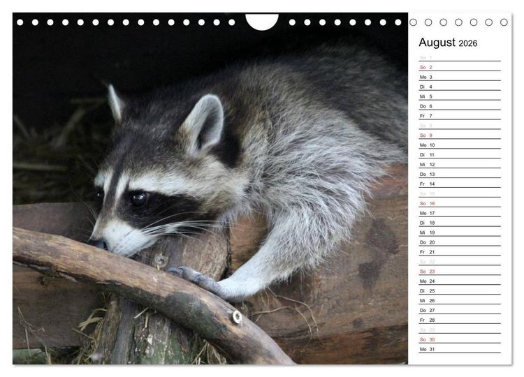Produktbild: Der kleine R&auml;uber mit Maske - Waschb&auml;ren (Wandkalender 2026 DIN A4 quer), CALVENDO Monatskalender