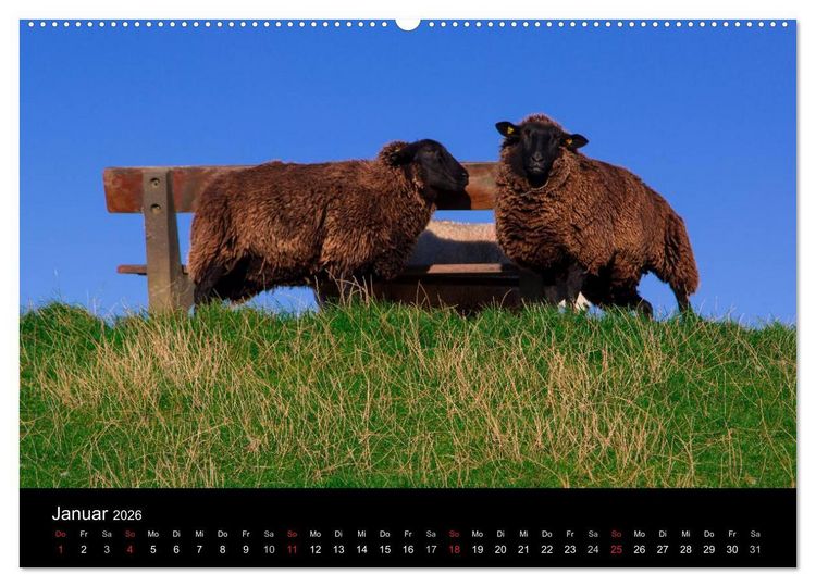 Produktbild: Pellworm 2026 (Wandkalender 2026 DIN A2 quer), CALVENDO Monatskalender