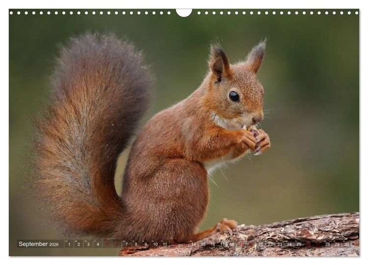 Produktbild: Eichh&ouml;rnchen in zauberhaften Posen (Wandkalender 2026 DIN A3 quer), CALVENDO Monatskalender