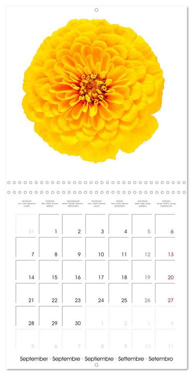 Produktbild: Beautiful Zinnias (Wall Calendar 2026 12 &times; 12 Inch) CALVENDO 12 Month Wall Calendar