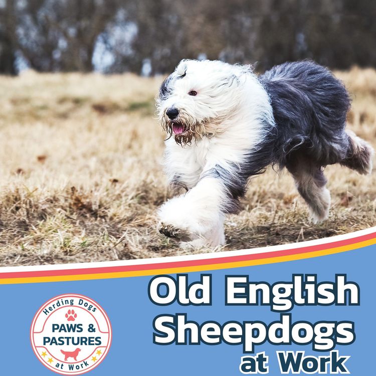 Produktbild: Old English Sheepdogs at Work